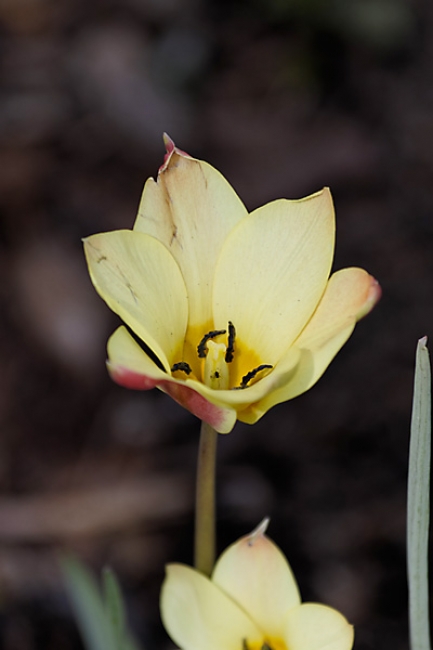 Jardin des Impressionnistes-015